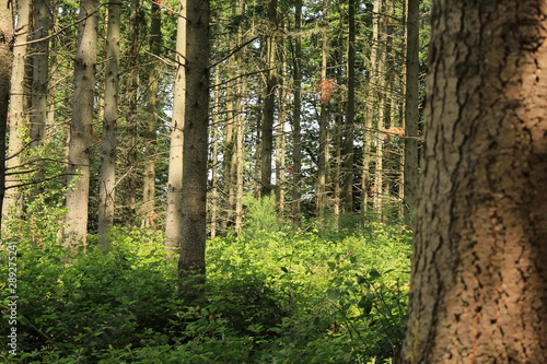 Fototapeta Naklejka Na Ścianę i Meble -  Path in the Forest