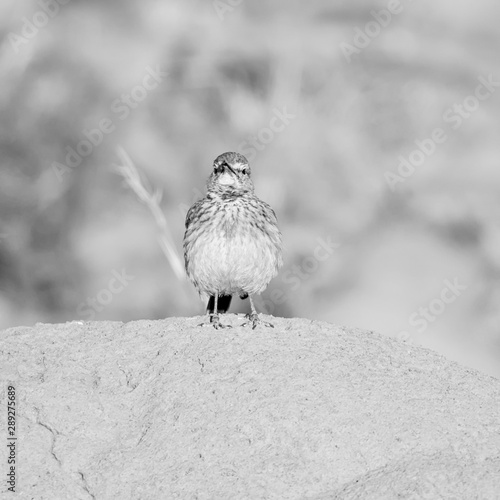 Eastern Long-billed Lark photo