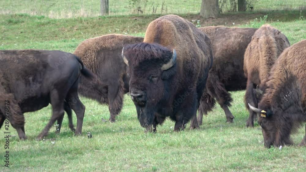 Bison auf der Weide, Bos bison bison, Eschau, Franken, Bayern Bison auf der Weide, Bos bison bison, Eschau, Franken, Bayern