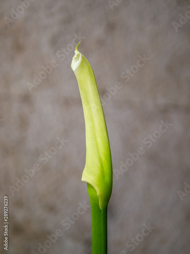 minimal detail of a closed calla lilly