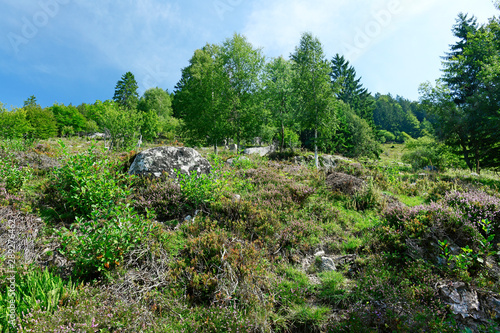 Naturlandschaft mit Heide im Naturschutzgebiet Feldberg-Belchen-Oberes Wiesental photo