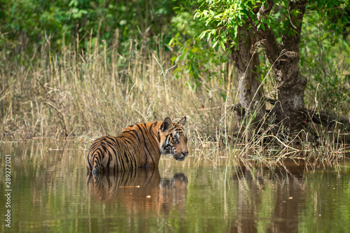 Bandhavgarh Tiger or Wild Male Bengal Tiger Cooling off in water with reflection in bandhavgarh tiger reserve or national park, Madhya pradesh, India -Panthera Tigris