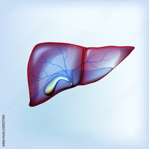 Realistic liver and gallbladder on light blue isolated