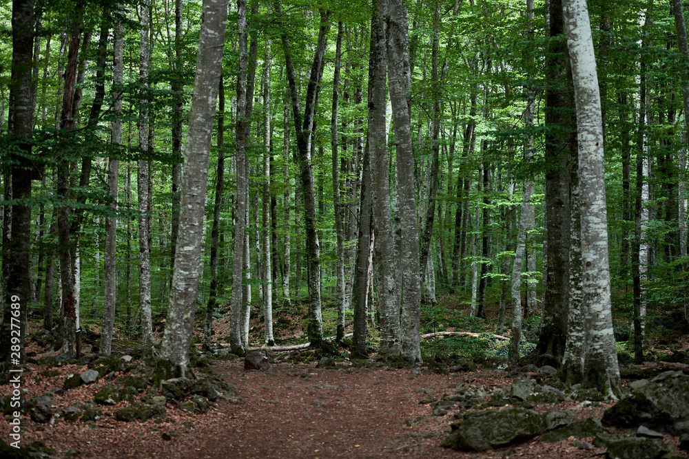 Paseo entre bosque de hayas sombrío, La Fageda d'en Jordà Paseo entre bosque de hayas sombrío, La Fageda d'en Jordà