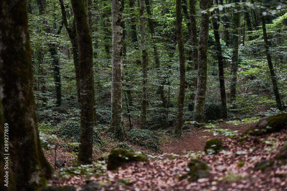 Fototapeta premium Paseo entre bosque de hayas sombrío, La Fageda d'en Jordà