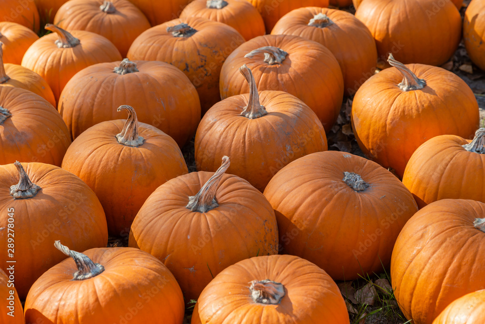 sehr viele orange Kürbisse liegen auf einem Haufen sehr viele orange Kürbisse liegen auf einem Haufen