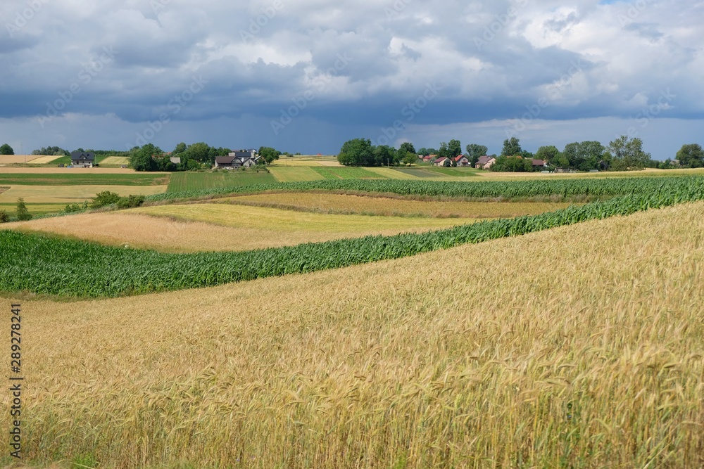Landscape with crop and corn fields