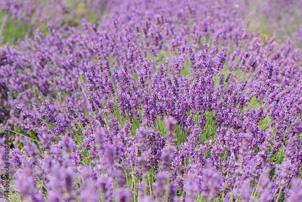  Lavender field is lovely blooming