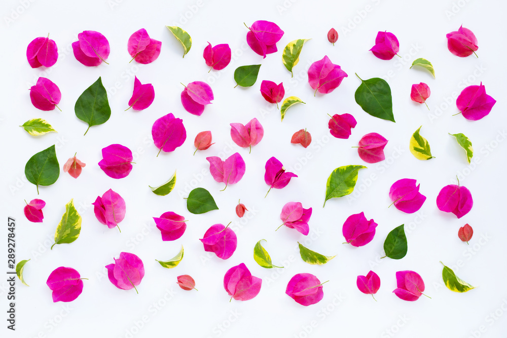Beautiful red bougainvillea flower on white background.