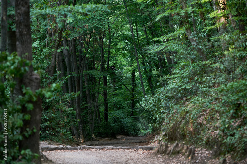 Paseo entre bosque de hayas sombr  o  La Fageda d en Jord  