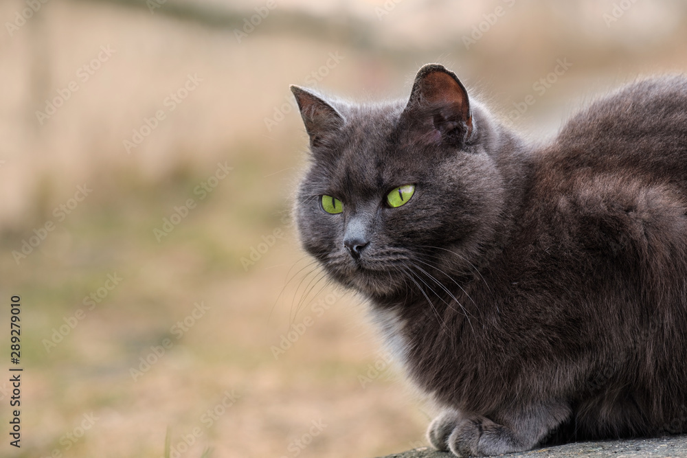 grey cat portrait outdoors green eyes in animal