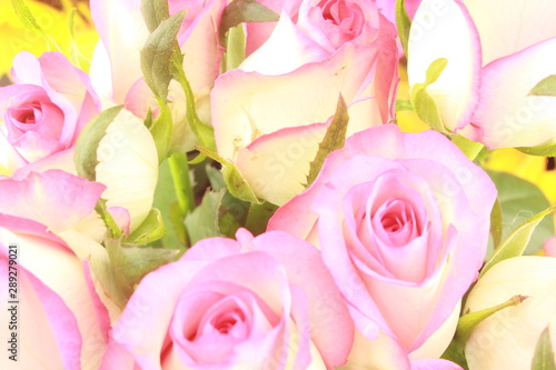 pink roses on white background