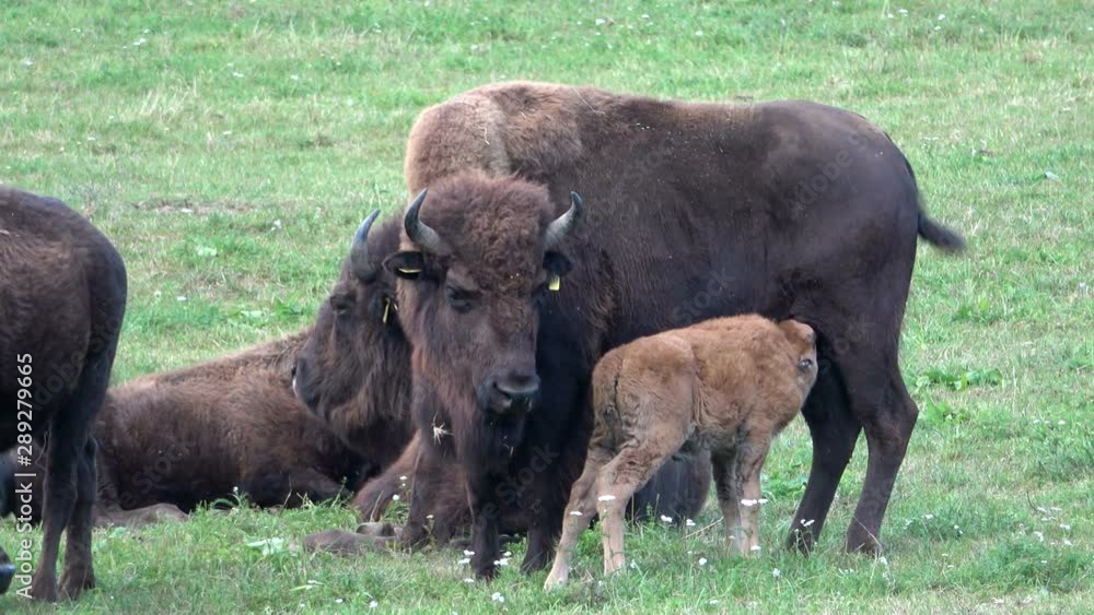Jungtier beim säugen, Bisons auf der Weide, Bos bison bison, Eschau, Franken, Bayern Jungtier beim säugen, Bisons auf der Weide, Bos bison bison, Eschau, Franken, Bayern