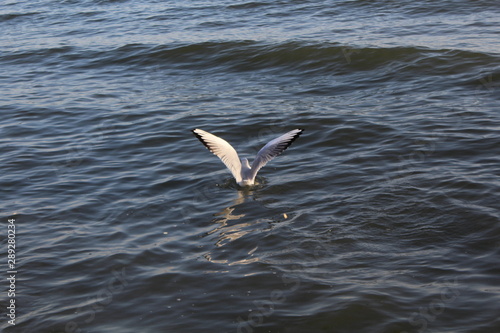 Seagulls1 © Николай Рослов