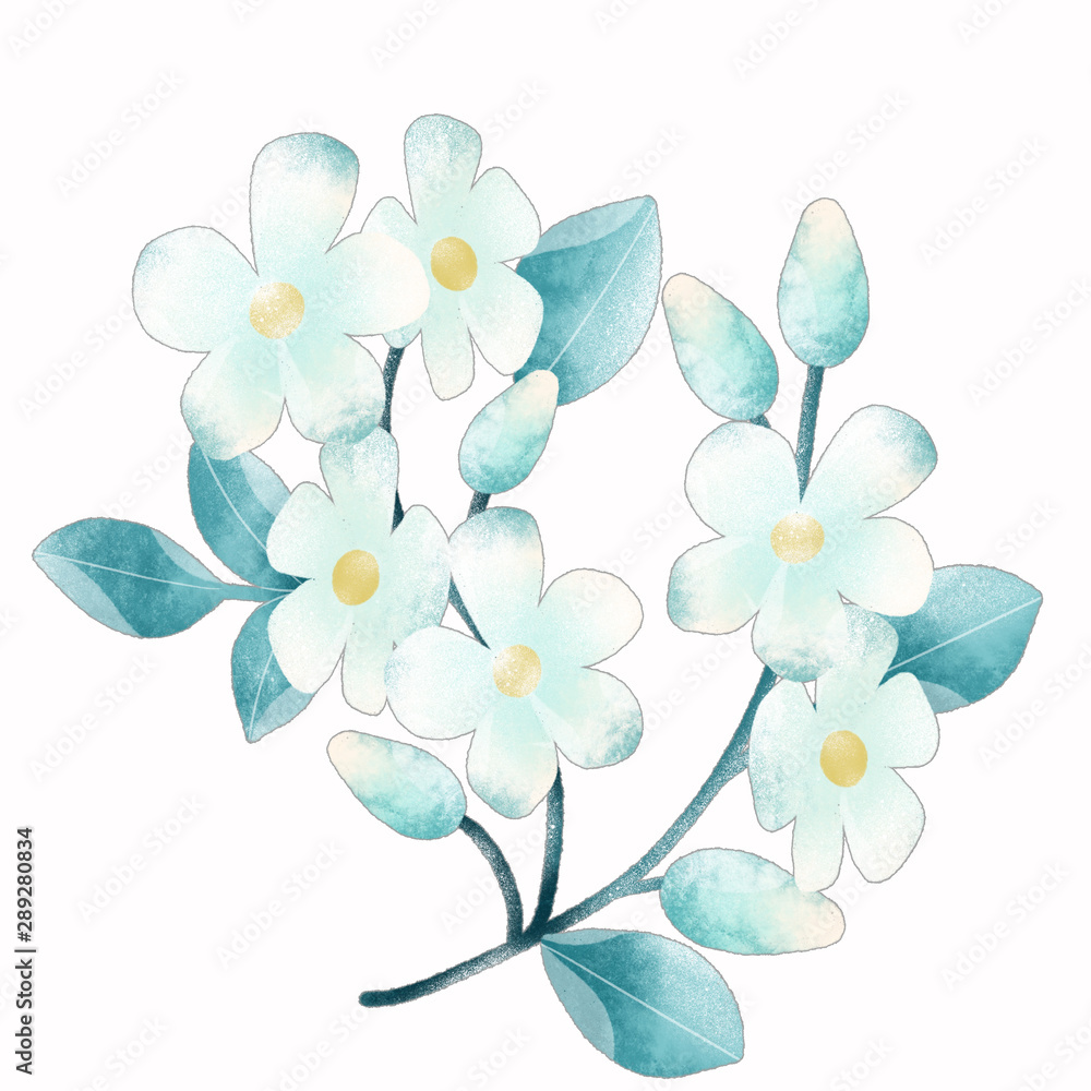 Jasmine flower isolate Jasmine flower isolate