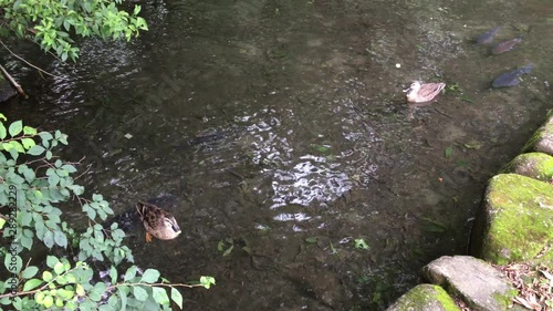 I would like many people to appreciate the wonderful duck family and carp, and to show the beauty of Japan.