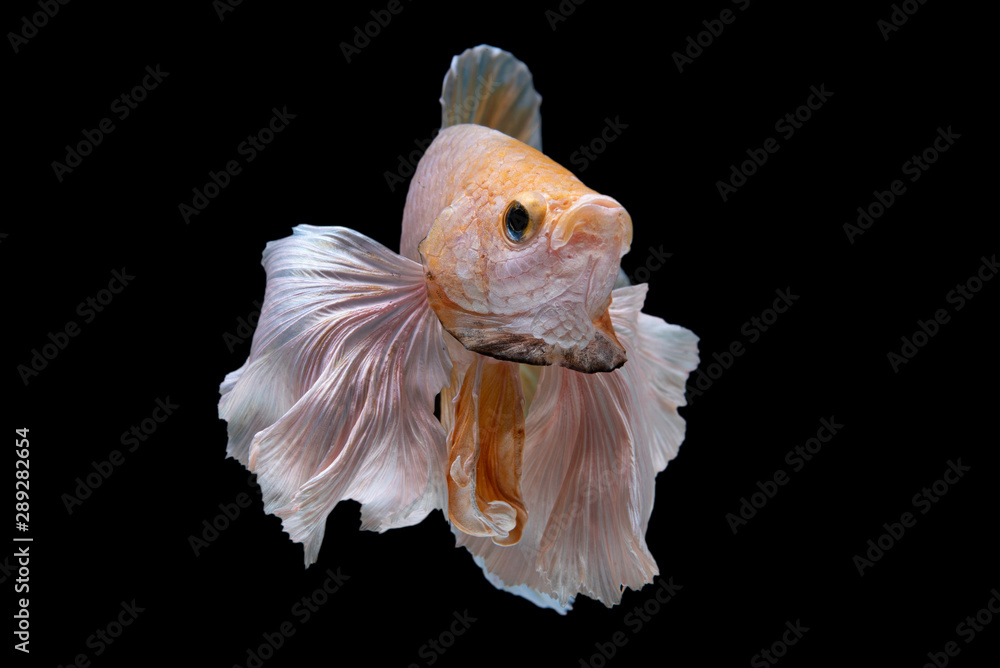 siam betta fish in thailand siam betta fish in thailand