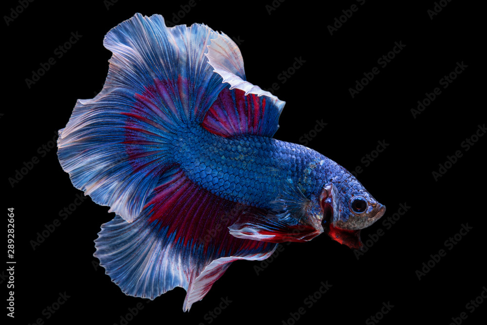 Fototapeta premium siam betta fish in thailand