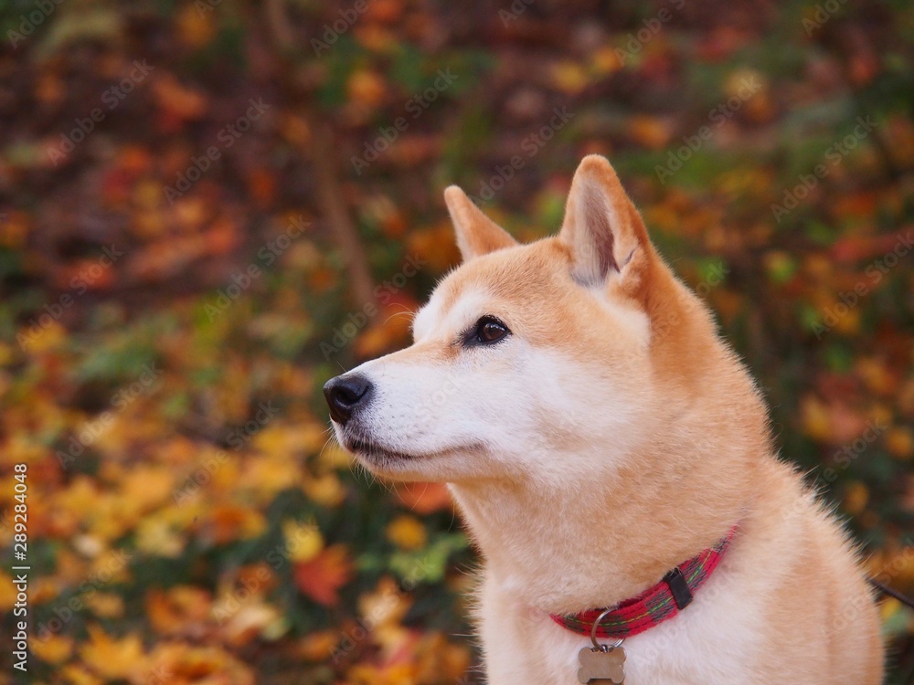 柴犬の横顔 柴犬の横顔
