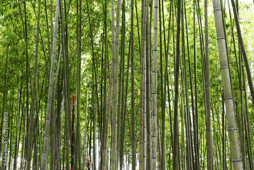 Wall of bamboo  bamboo forest  Kyoto  Japan