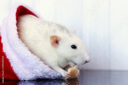 Decorative rat sits in Santa Claus hat and eats cheese. Symbol of the year 2020