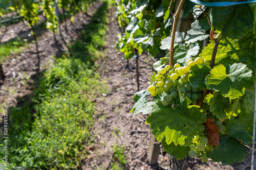 Weinberg mit reifen Trauben kurz vor der Weinlese