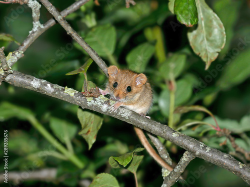 фотографія Young Hazel dormouse  (Muscardinus avellanarius) in the forest