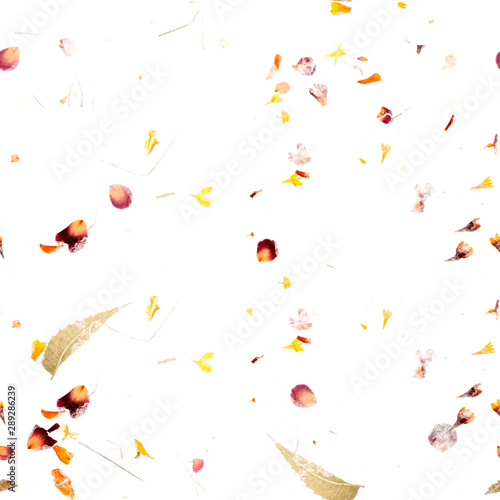 Fototapeta Naklejka Na Ścianę i Meble -  Seamless autumn pattern. A repeat print with scattered dry leaves and petals on a white background