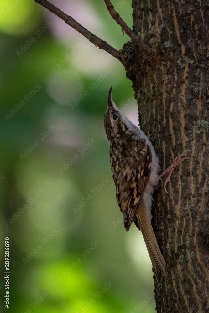 Fototapeta premium Удивительная природа