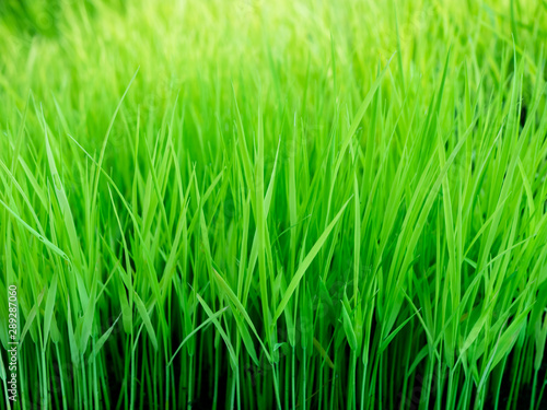 Close up view of green grass