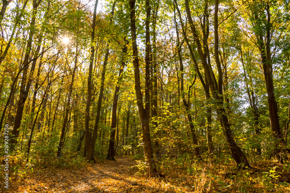 farbiges Herbstlaub in einem Wald, Ahorn farbiges Herbstlaub in einem Wald, Ahorn