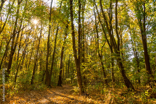 farbiges Herbstlaub in einem Wald  Ahorn
