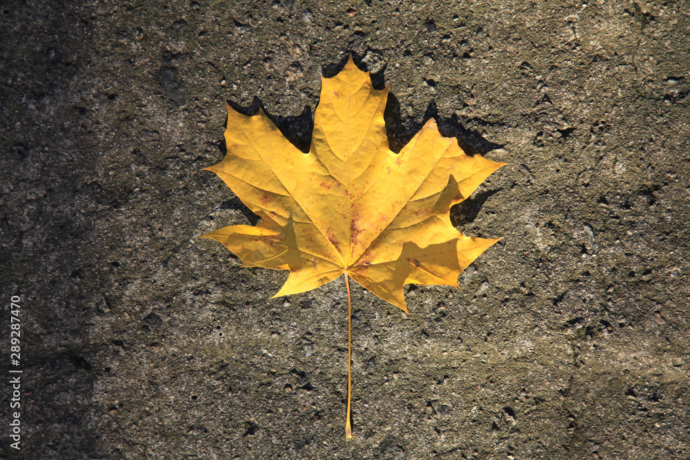Golden autumn time. Yellow maple leaf on asphalt surface. Single fall leaf in old city park, background Golden autumn time. Yellow maple leaf on asphalt surface. Single fall leaf in old city park, background