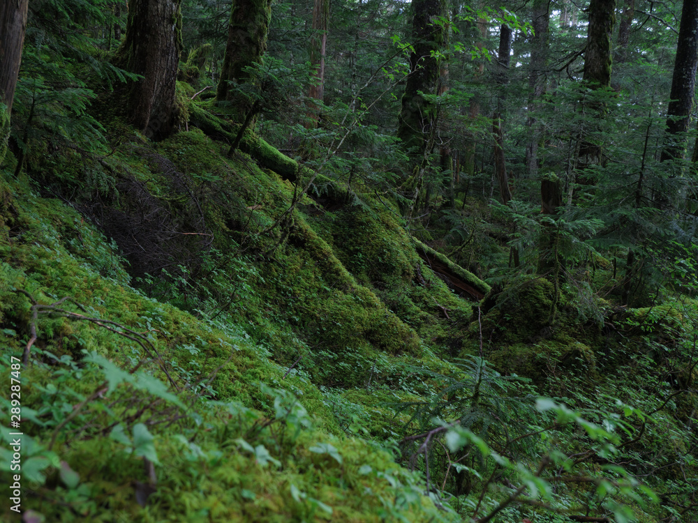 八ヶ岳(麦草峠・白駒池)の苔の森 八ヶ岳(麦草峠・白駒池)の苔の森