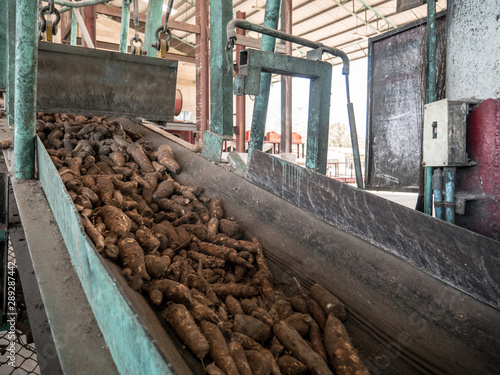 A raw cassava in the conveyor belt carrying to factory
