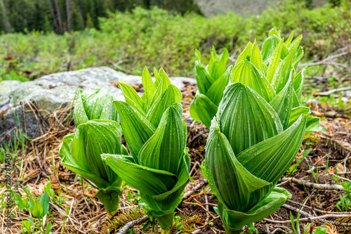 Yellow lady's slipper plants on Conundrum Creek Trail in Aspen, Colorado in 2019 summer
