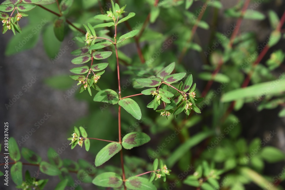Eyebane is a medicinal plant native to the United States, but is now a wild weed. Eyebane is a medicinal plant native to the United States, but is now a wild weed.