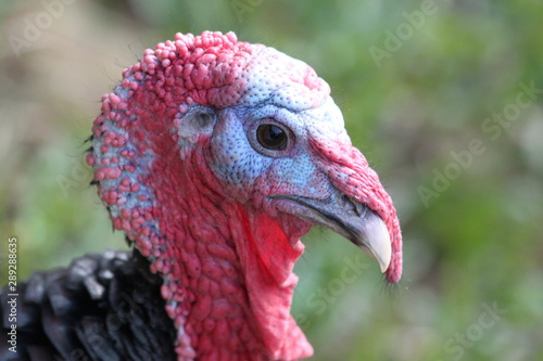 Close up of a turkey head (Meleagris gallopavo) .