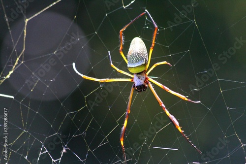 Yellow and white spider suspended in its web. Dark background