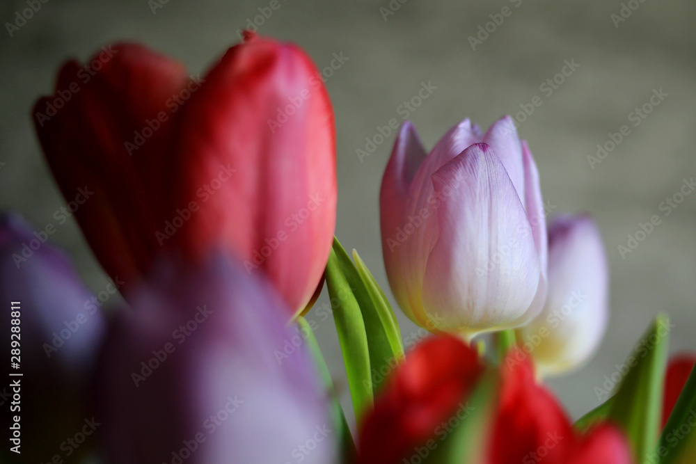Fototapeta premium Multicolored tulips