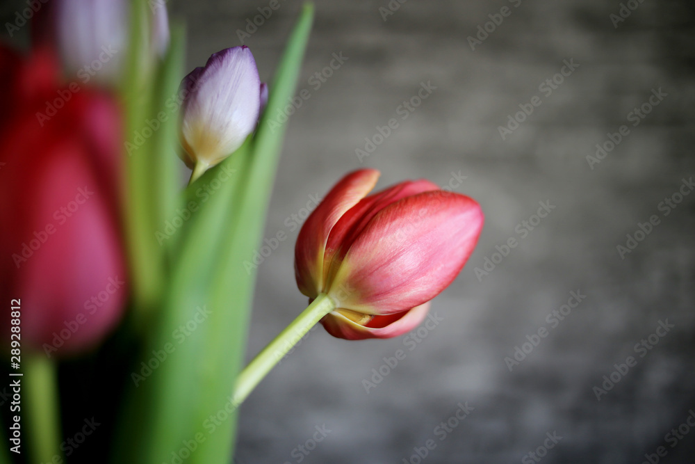 Naklejka premium Multicolored tulips