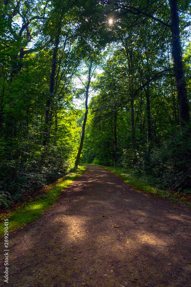 Path in the autumn park. Sunlight. Walking. Landscape. Path in the autumn park. Sunlight. Walking. Landscape.