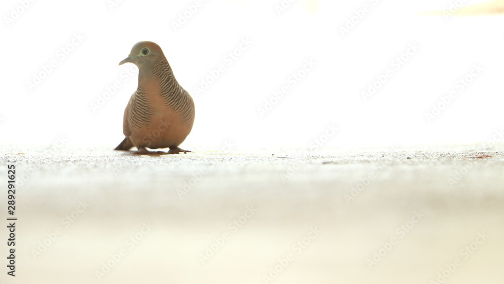 One Red Collared Dove on a white background One Red Collared Dove on a white background
