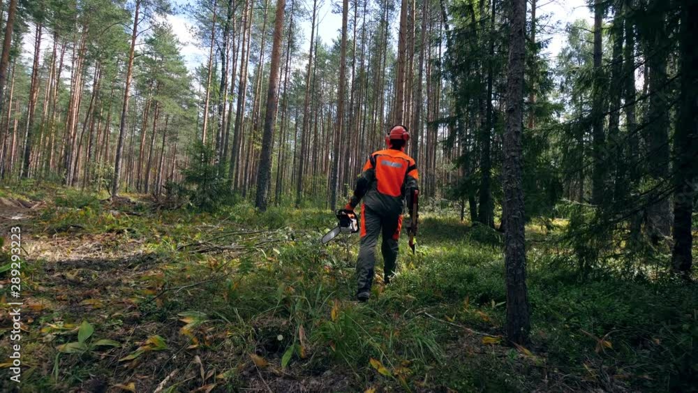 Lumberjack with a chainsaw walks in a forest. Lumberjack with a chainsaw walks in a forest.