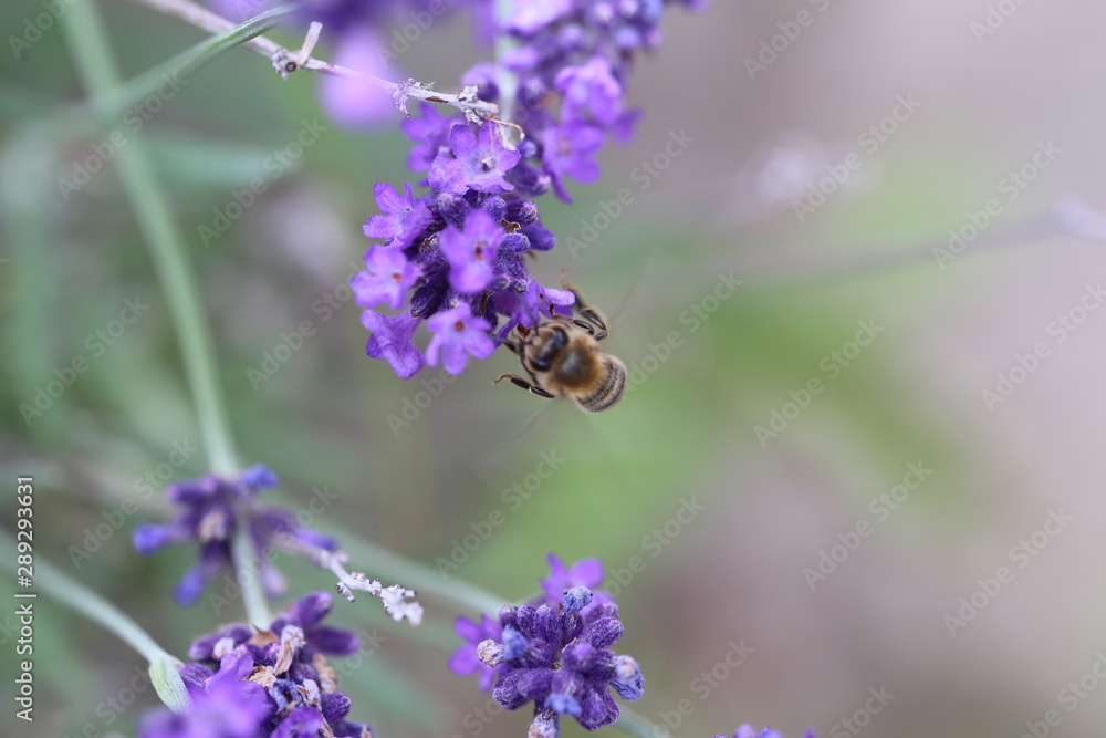 bee feeding on the lavender flower bee feeding on the lavender flower