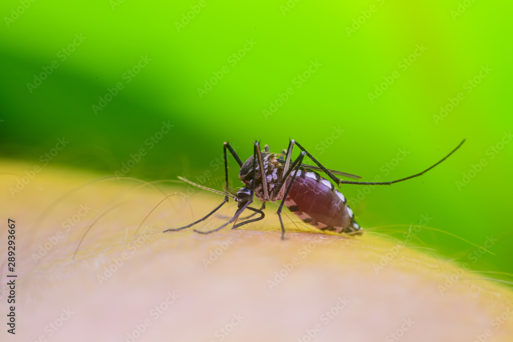 Dangerous Zica virus aedes aegypti mosquito on human skin , Dengue, Chikungunya, Mosquito sucking blood human Dangerous Zica virus aedes aegypti mosquito on human skin , Dengue, Chikungunya, Mosquito sucking blood human