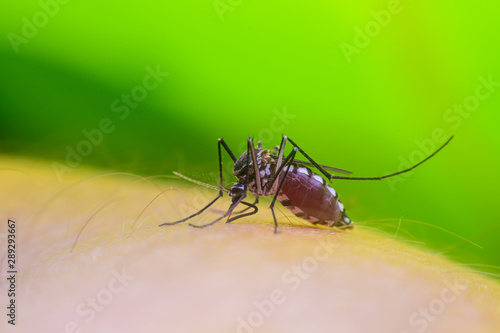 Wallpaper Mural Dangerous Zica virus aedes aegypti mosquito on human skin , Dengue, Chikungunya, Mosquito sucking blood human Torontodigital.ca