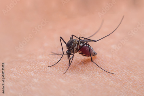 Dangerous Zica virus aedes aegypti mosquito on human skin , Dengue, Chikungunya, Mosquito sucking blood human