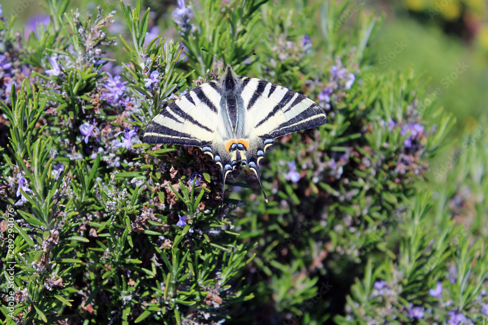 Farfalla Podalirio Iphiclides podalirius Farfalla Podalirio Iphiclides podalirius