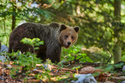 Wild brown bear (Ursus arctos) close up